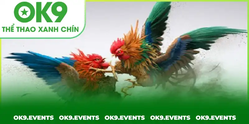 Giới thiệu đôi nét về sảnh chơi đá gà hấp dẫn nhất 2025 Giới thiệu đôi nét về sảnh chơi đá gà hấp dẫn nhất 2025